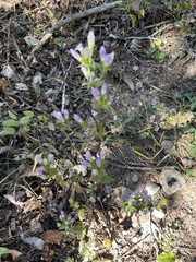 Gentianella quinquefolia