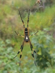 Trichonephila senegalensis