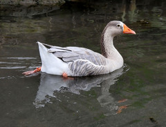 Anser anser domesticus × anser cygnoides domesticus