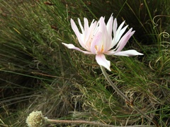 Knowltonia tenuifolia