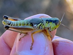 Phoetaliotes nebrascensis