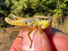 Phoetaliotes nebrascensis
