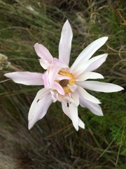 Knowltonia tenuifolia