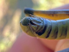 Phoetaliotes nebrascensis