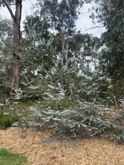Eucalyptus pulverulenta
