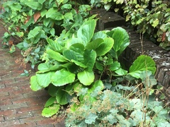 Bergenia