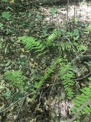 Amauropelta noveboracensis