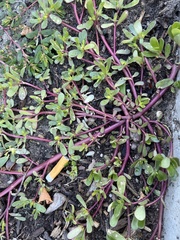 Portulaca oleracea