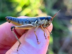 Phoetaliotes nebrascensis