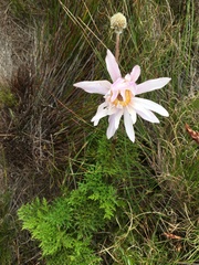Knowltonia tenuifolia