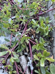 Portulaca oleracea