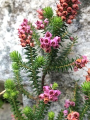 Erica strigosa