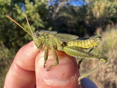 Campylacantha olivacea