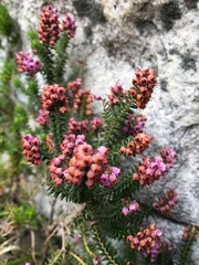 Erica strigosa