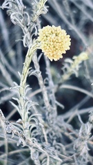 Helichrysum rutilans