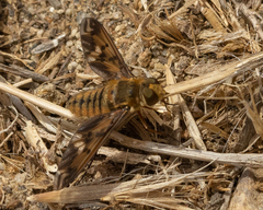 Poecilanthrax arethusa