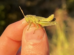 Campylacantha olivacea