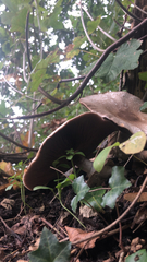 Cyclocybe parasitica