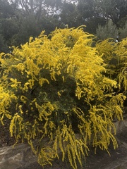 Acacia merinthophora