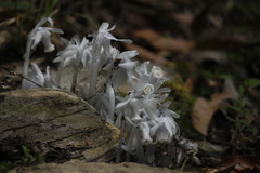 Monotropastrum humile