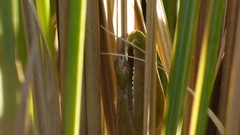 Boana pulchella