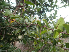 Gymnosporia nemorosa