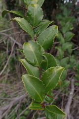 Gymnosporia nemorosa