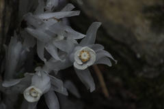 Monotropastrum humile