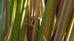 Boana pulchella