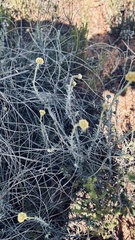 Helichrysum rutilans