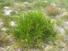 Struthiola striata