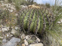 Echinocactus platyacanthus