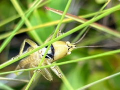 Belocephalus subapterus