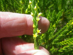 Struthiola striata