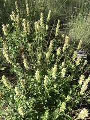 Agastache pallidiflora