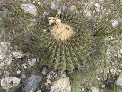 Echinocactus platyacanthus