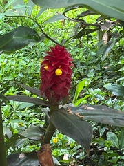 Costus comosus