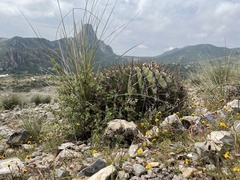 Echinocactus platyacanthus