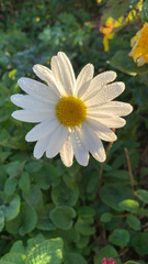 Leucanthemum maximum