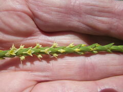Struthiola striata