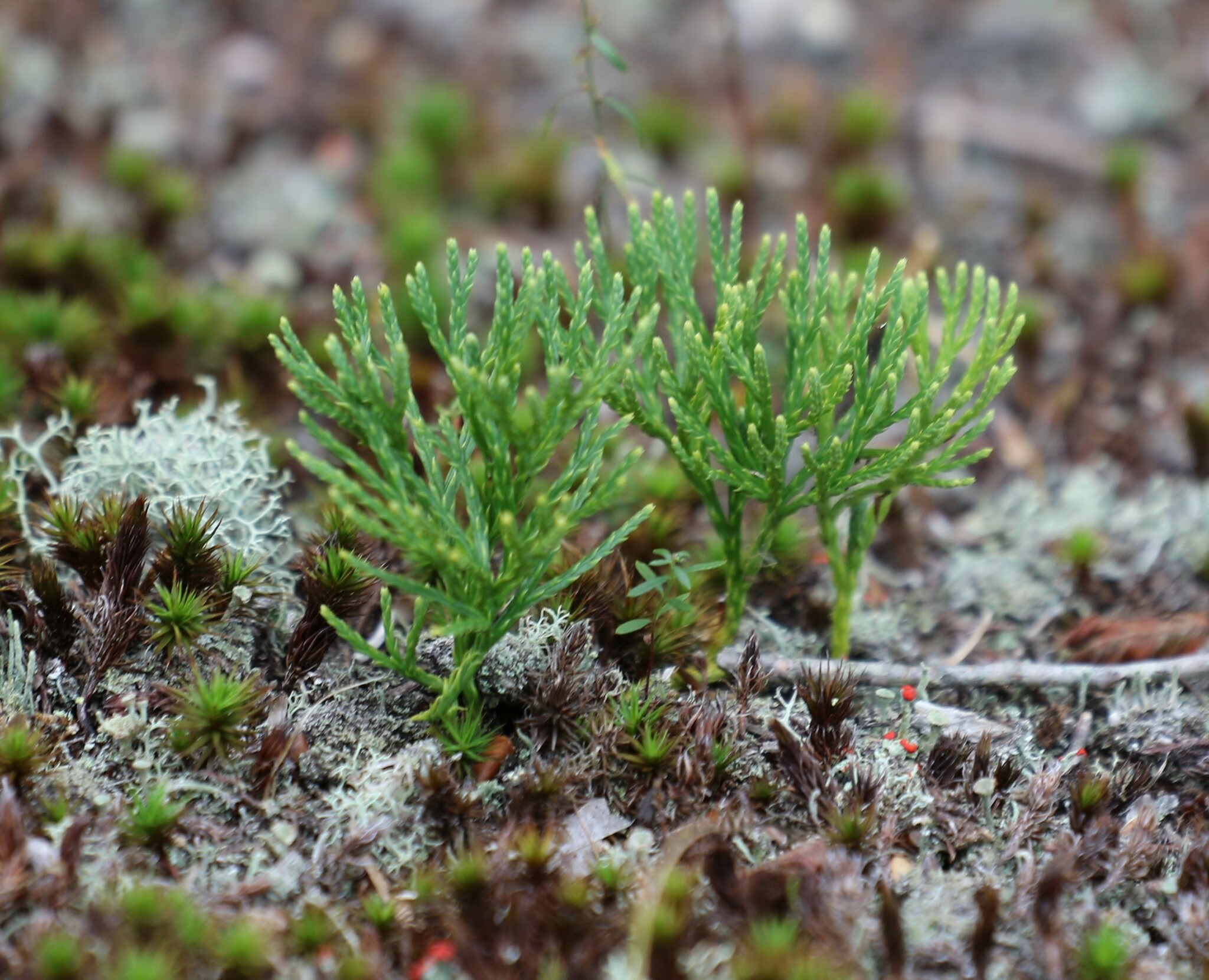 Diphasiastrum tristachyum