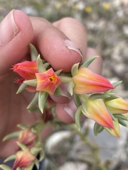 Echeveria bifida
