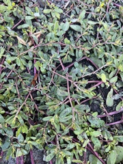 Euphorbia maculata