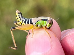 Eotettix pusillus