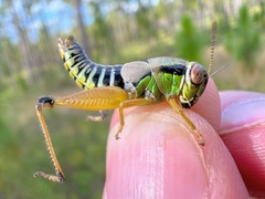 Eotettix pusillus