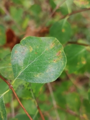 Erysiphe symphoricarpi