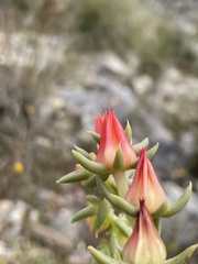 Echeveria bifida
