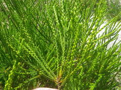 Struthiola striata