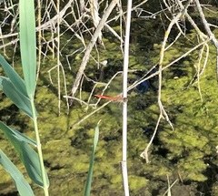 Sympetrum tibiale