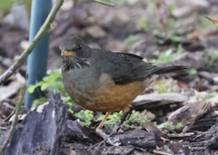 Turdus olivaceus olivaceus
